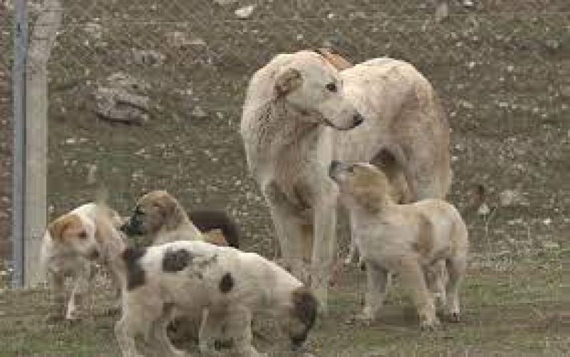 سەگە بێلانەکانی هەولێر نەشتەرگەرییان بۆ دەکرێت